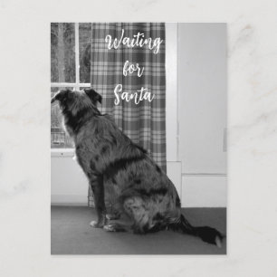 Cartes Pour Fêtes Annuelles Chien en attendant Père Noël Noël