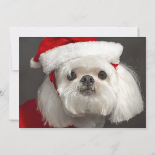 Cartes Pour Fêtes Annuelles Chien maladroit de Père Noël