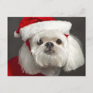 Cartes Pour Fêtes Annuelles Chien maladroit de Père Noël