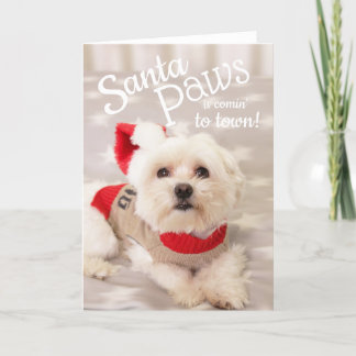 Cartes Pour Fêtes Annuelles Chien maltais Père Noël Christmas Card
