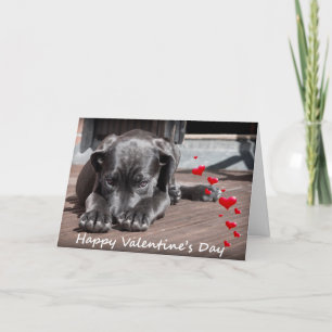 Cartes Pour Fêtes Annuelles Chien souhaitant un Heureuse Sainte-Valentin avec