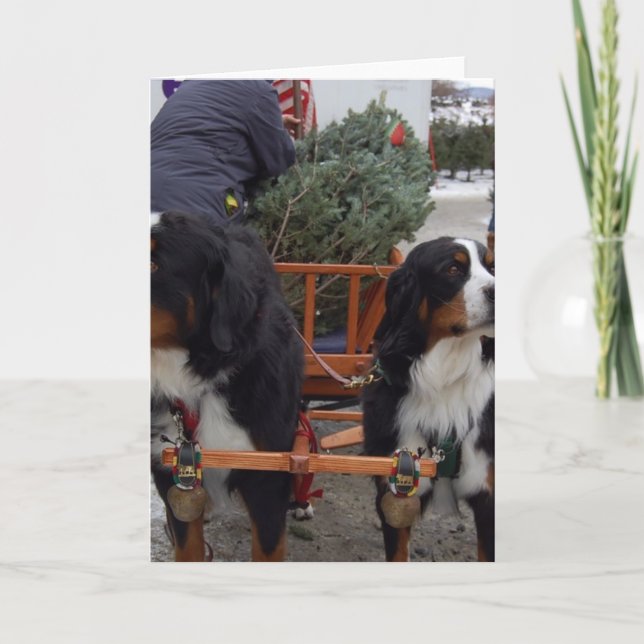 Cartes Pour Fêtes Annuelles Chiens de montagne bernois (Devant)