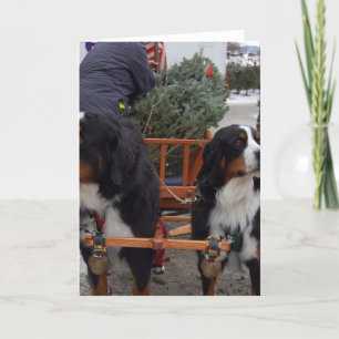 Cartes Pour Fêtes Annuelles Chiens de montagne bernois