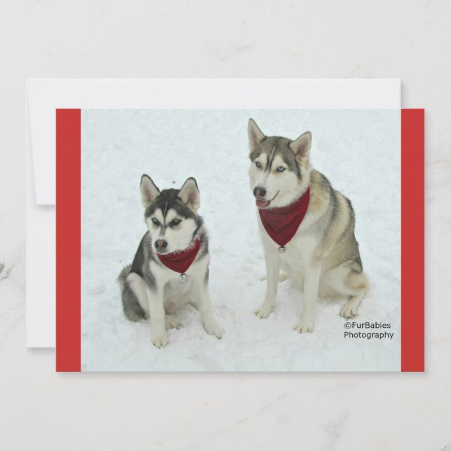Cartes Pour Fêtes Annuelles Chiens de traîneau mignons envoyant l'acclamation (Devant)