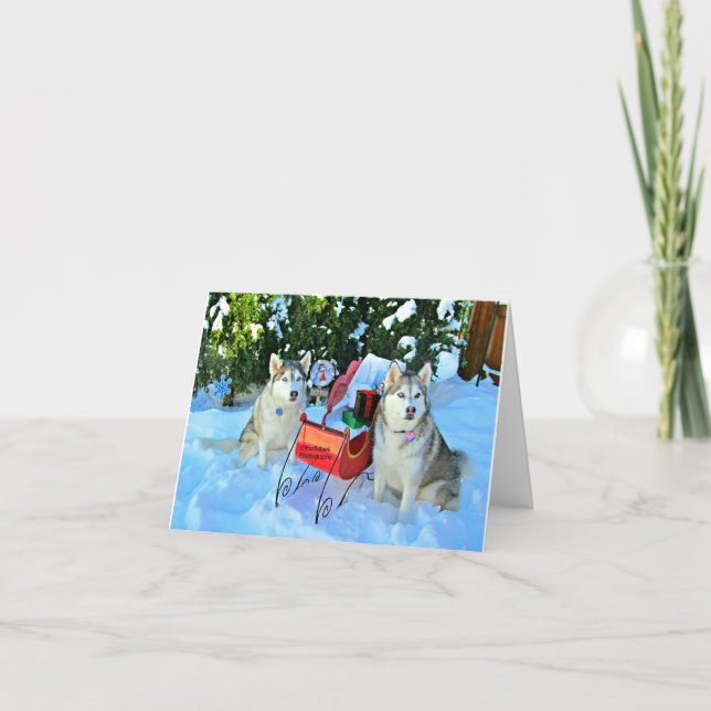 Cartes Pour Fêtes Annuelles Chiens de traîneau sibériens et chat adorable (Devant)