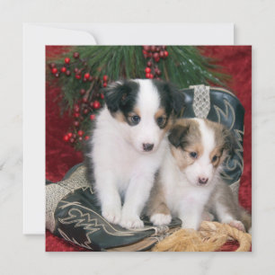 Cartes Pour Fêtes Annuelles Chiens de vacances Shetland Sheepdog Puppies