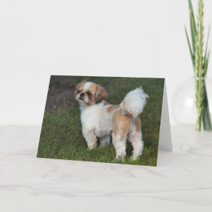 Cartes Pour Fêtes Annuelles Chih Tzu