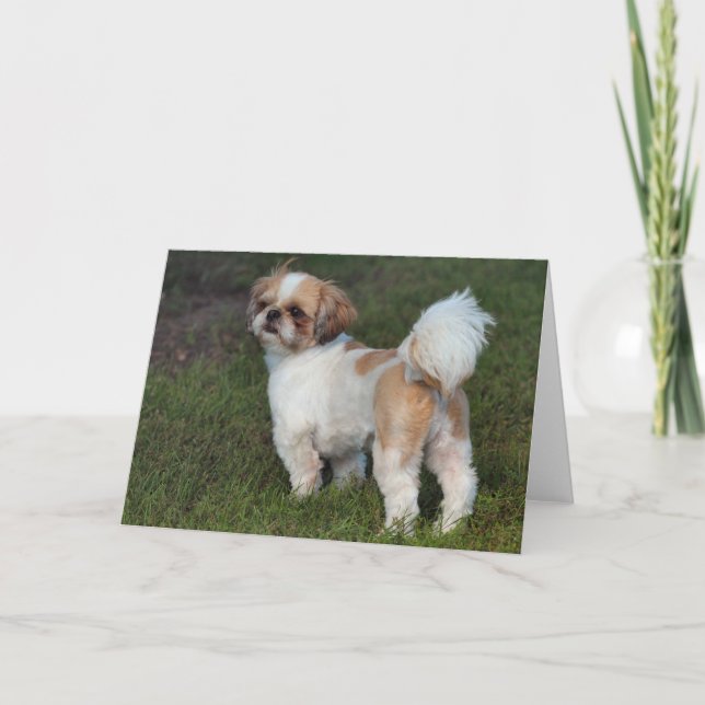 Cartes Pour Fêtes Annuelles Chih Tzu (Devant)