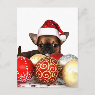 Cartes Pour Fêtes Annuelles Chihuahua chippy de Noël