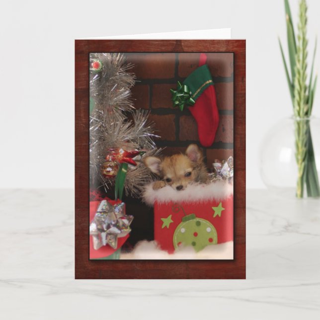 Cartes Pour Fêtes Annuelles Chihuahua Chiuppy en boîte de Noël (Devant)