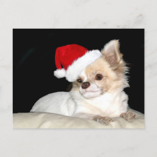 Cartes Pour Fêtes Annuelles Chihuahua dans le chapeau du Père Noël