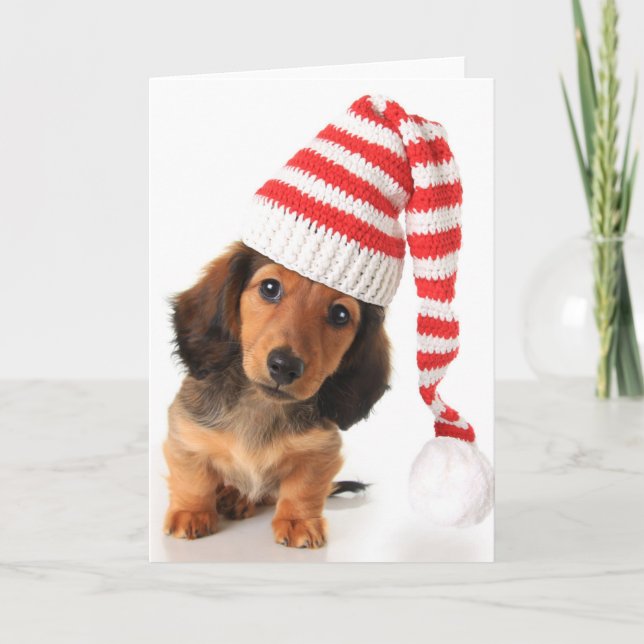 Cartes Pour Fêtes Annuelles Chiot à cheveux longs de teckel (Devant)