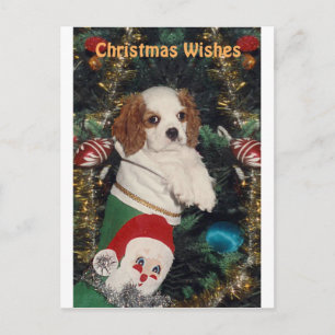 Cartes Pour Fêtes Annuelles Chiot Cavalier En Prise De Noël
