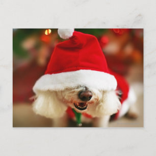 Cartes Pour Fêtes Annuelles Chiot de Bichon Frise utilisant le costume de Père