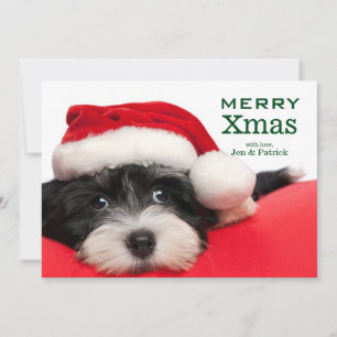 Cartes Pour Fêtes Annuelles Chiot de Havanese de Noël