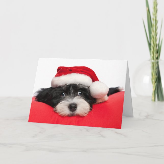 Cartes Pour Fêtes Annuelles Chiot de Havanese de Noël (Devant)