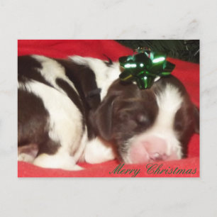 Cartes Pour Fêtes Annuelles Chiot de Noël d'épagneul de springer anglais de