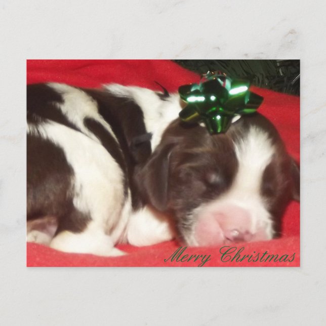 Cartes Pour Fêtes Annuelles Chiot de Noël d'épagneul de springer anglais de (Devant)