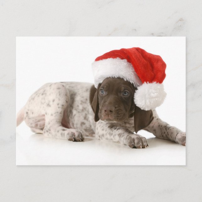 Cartes Pour Fêtes Annuelles Chiot de Noël - Pointeur Allemand (Devant)