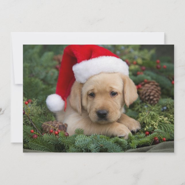 Cartes Pour Fêtes Annuelles Chiot Labrador Retriever Avec Chapeau De Père Noël (Devant)