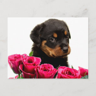 Cartes Pour Fêtes Annuelles Chiot rose de rottweiler de Valentine