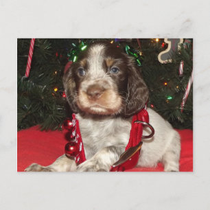 Cartes Pour Fêtes Annuelles Chiot rouan de Noël d'épagneul de springer anglais