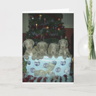 Cartes Pour Fêtes Annuelles Chiots de Weimaraner de Noël