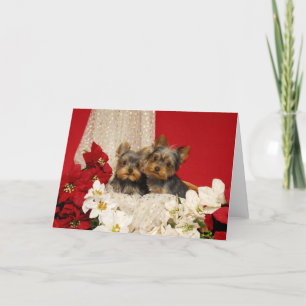 Cartes Pour Fêtes Annuelles Chiots de Yorkie avec Poinsettias