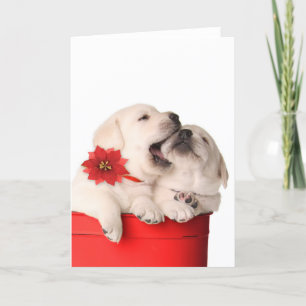 Cartes Pour Fêtes Annuelles Chiots espiègles de Noël dans un récipient rouge