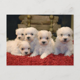 Cartes Pour Fêtes Annuelles Chiots maltais de Noël