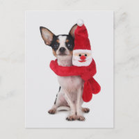 Chiwawa avec la poupée du père noël