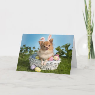 Cartes Pour Fêtes Annuelles Chiwawa de Pâques