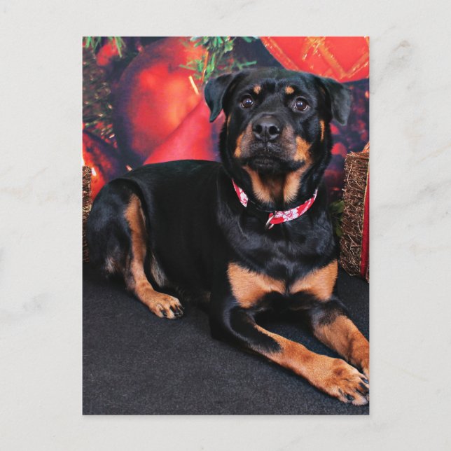 Cartes Pour Fêtes Annuelles Christmas - Rottweiler - Nalani (Devant)