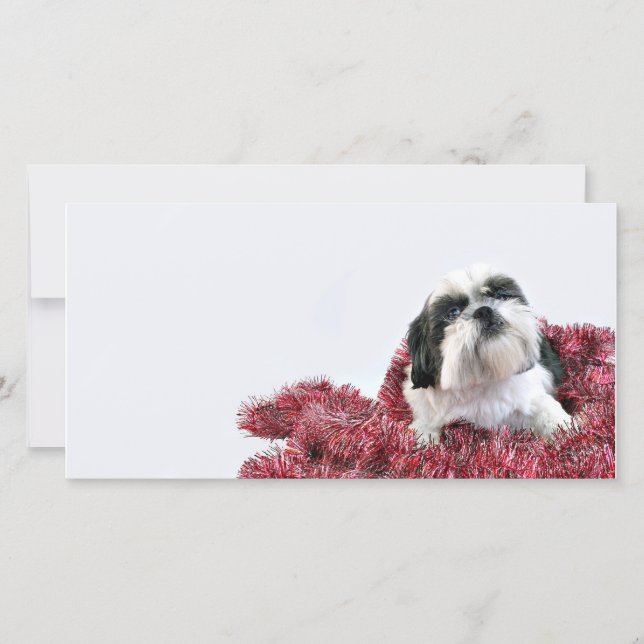 Cartes Pour Fêtes Annuelles Christmas Shih Tzu (Devant)