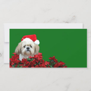 Cartes Pour Fêtes Annuelles Christmas Shih Tzu