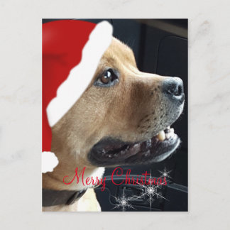 Cartes Pour Fêtes Annuelles Christmas Staffordshire Bull Terrier
