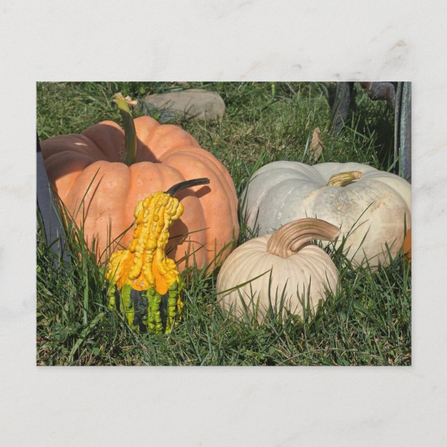 Cartes Pour Fêtes Annuelles Citrouilles et gourmands (Devant)