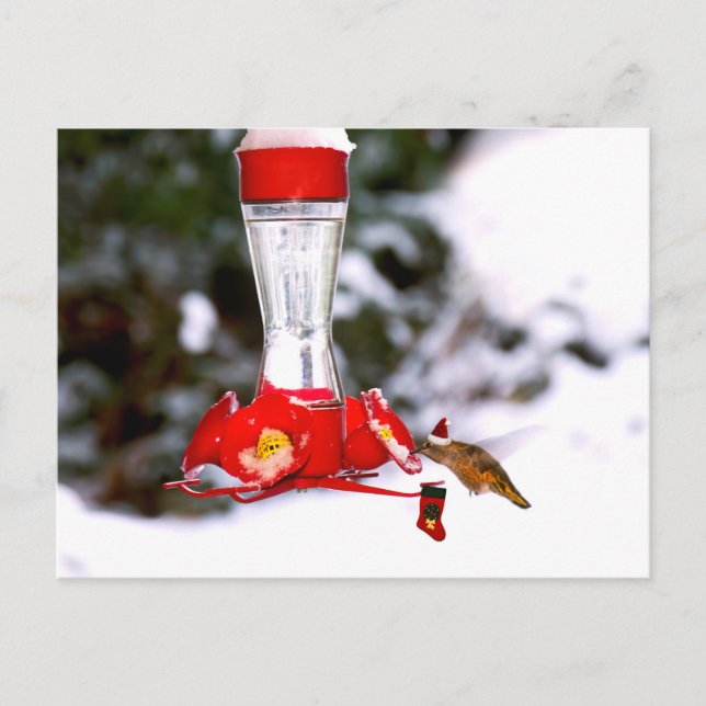 Cartes Pour Fêtes Annuelles Colibri de Noël et neige (Devant)