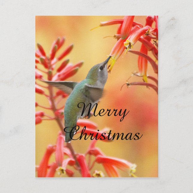 Cartes Pour Fêtes Annuelles Colibri entouré de yucca, Joyeux Noël (Devant)