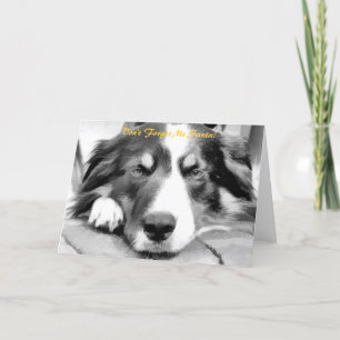 CARTES POUR FÊTES ANNUELLES COLLIE FRONTALIÈRE