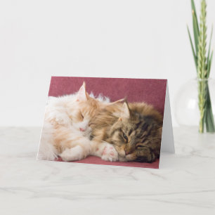 Cartes Pour Fêtes Annuelles Coon de Maine cats greeting card