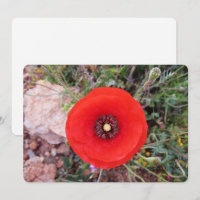 Coquelicot sauvage