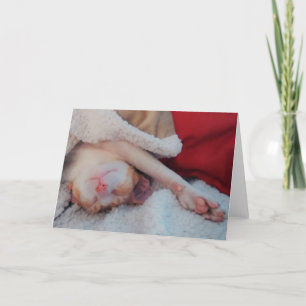 Cartes Pour Fêtes Annuelles cornish rex