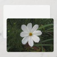 Cosmos
