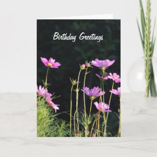 Cartes Pour Fêtes Annuelles Cosmos rose dans le soleil du matin