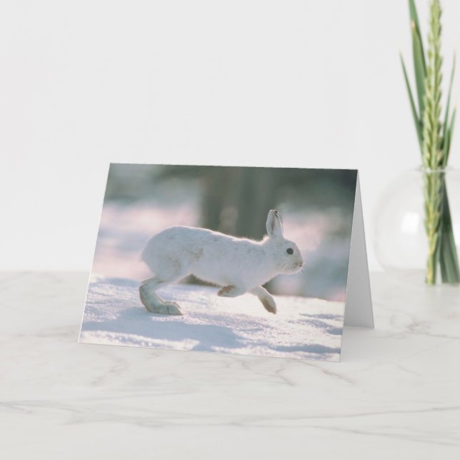Cartes Pour Fêtes Annuelles Coups de lapin blanc (Devant)