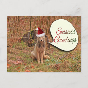 Cartes Pour Fêtes Annuelles Coyote de Noël