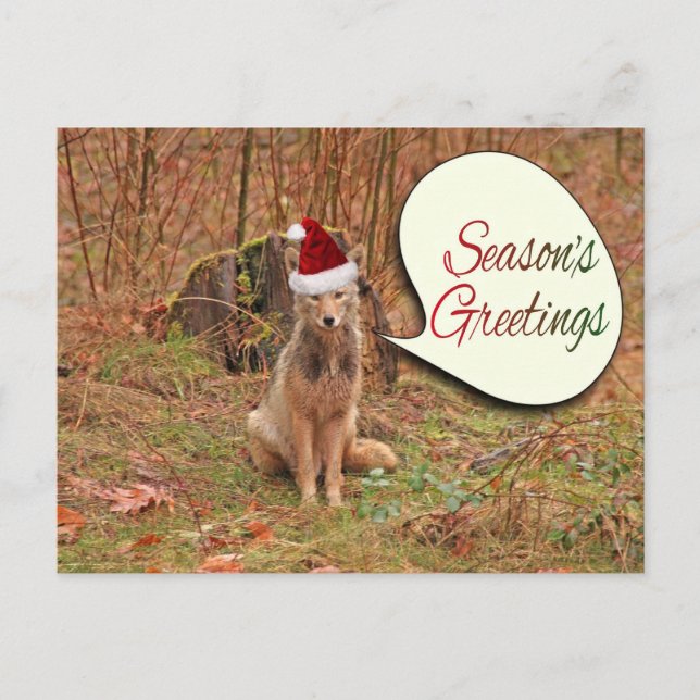 Cartes Pour Fêtes Annuelles Coyote de Noël (Devant)