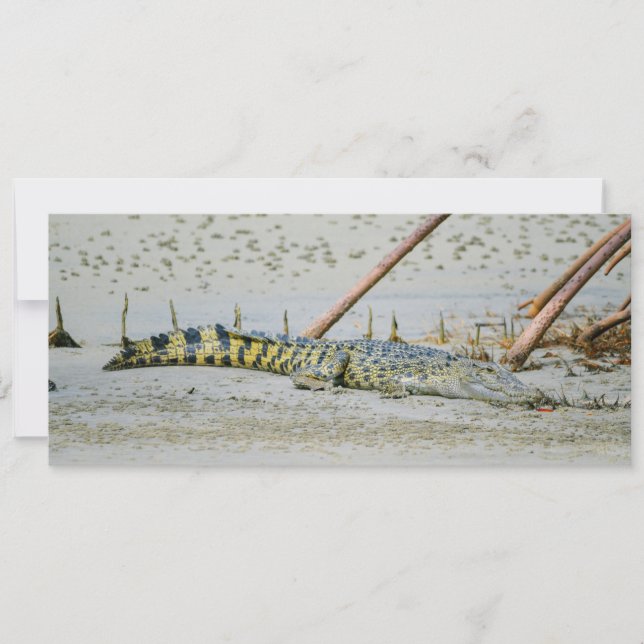 Cartes Pour Fêtes Annuelles Crocodile d'eau salée (Devant)