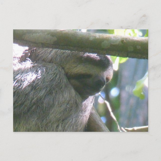 Cartes Pour Fêtes Annuelles Cute Costa Rica Sloth Close Up DIY Postcard (Devant)